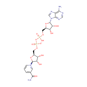 nicotinamide adenine dinucleotide,CAS No. 53-84-9.